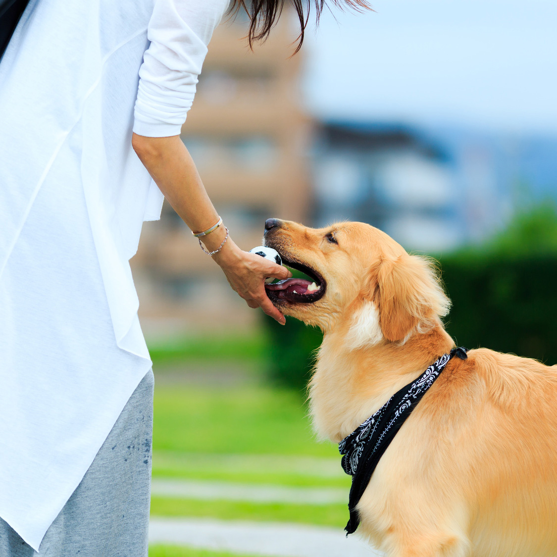犬隻行為及訓練證書課程(第69屆)