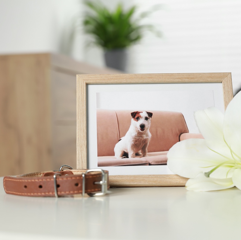 寵物離世情感支援證書課程(第四屆)