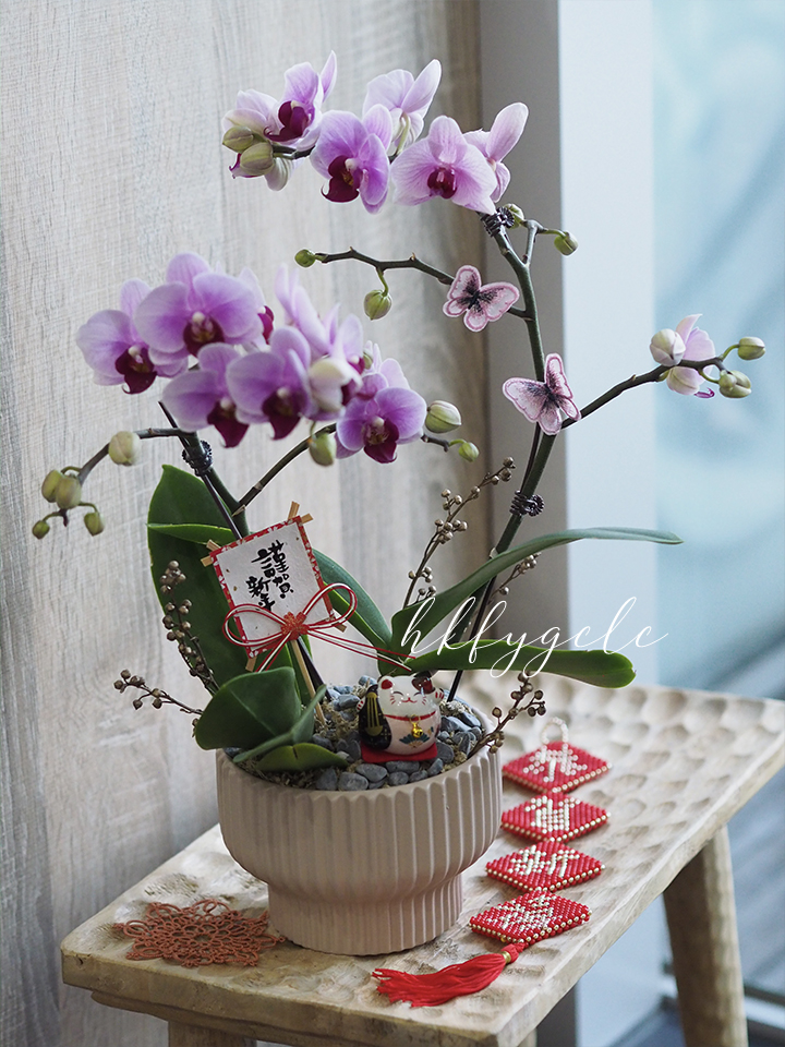 新年小型蘭花工作坊