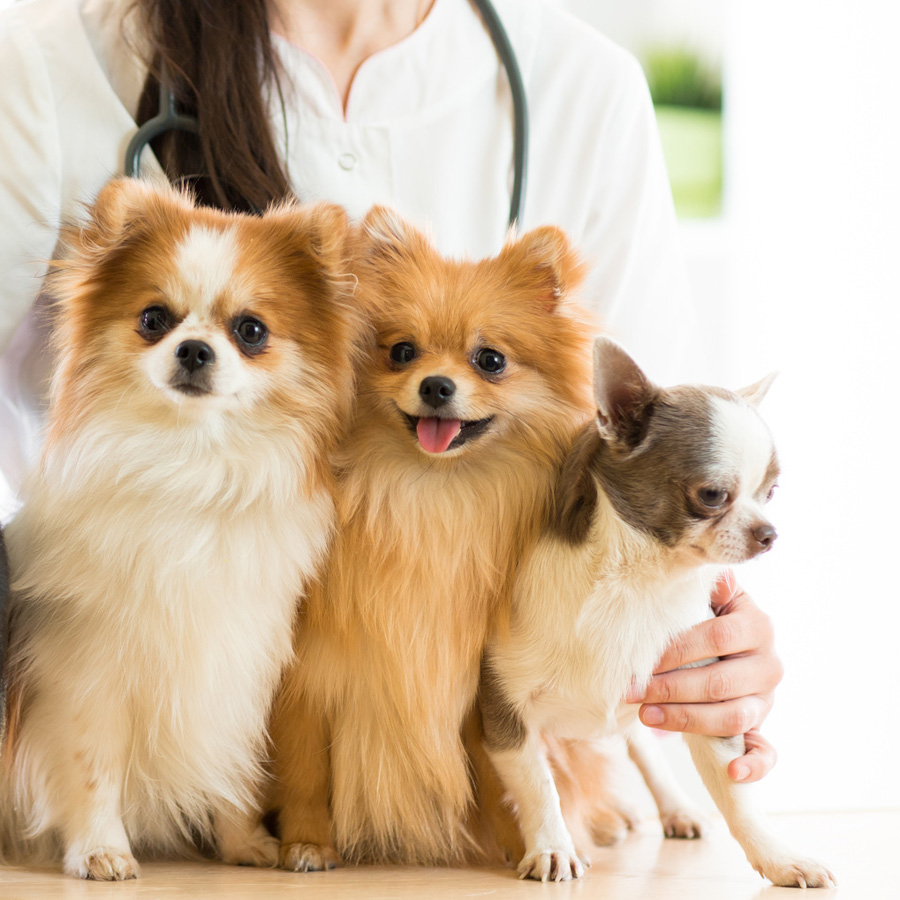 寵物按摩治療證書課程(第47屆)