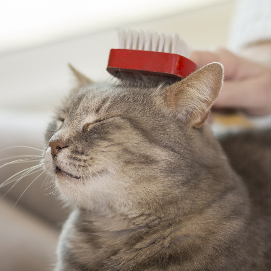 寵物貓美容證書課程(第17屆)