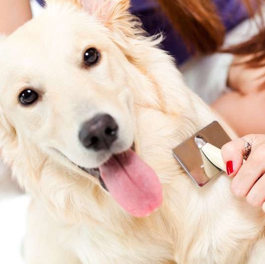 初級寵物美容師證書課程(第89屆)