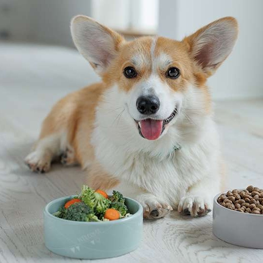 犬隻行為及訓練證書課程